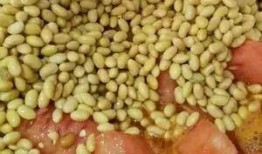 娱乐吃它家瓜酱,网红美食背后的故事与魅力