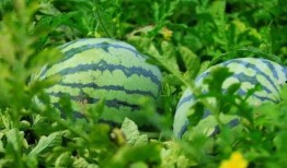 河南娱乐吃瓜,吃瓜群众揭秘幕后故事