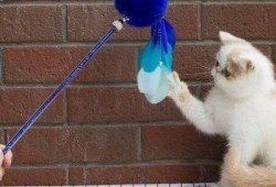 玩滑梯的猫咪娱乐吃瓜酱