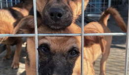 娱乐吃瓜酱中狗妈